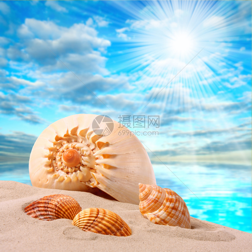 热带海滩上的海螺壳图片