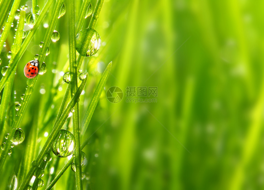 露天草地上的Ladybug和浅薄的D图片