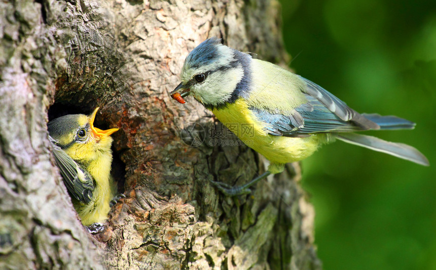 蓝山雀Cyanistescaeruleus喂养她的幼崽图片