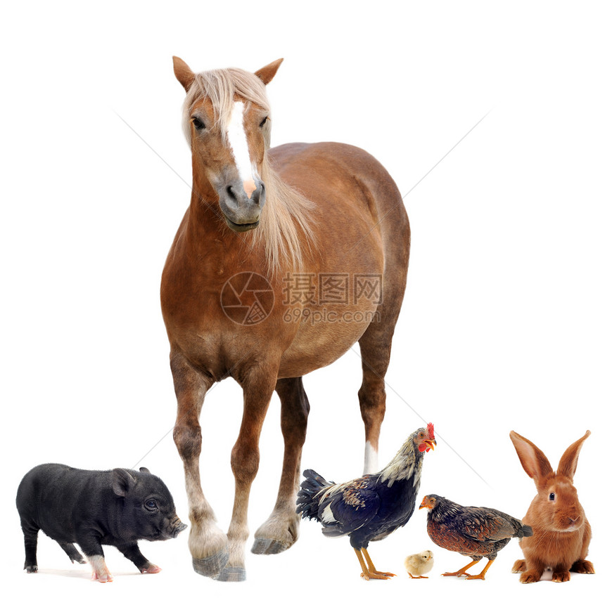 白色背景前的农场动物群图片