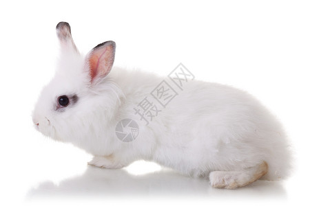 白色背景上可爱的白兔的侧视图图片