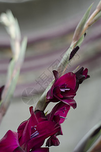 一株深酒红色紫红色深红色的唐菖蒲茎图片
