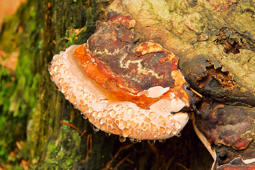 烟熏蘑菇2图片