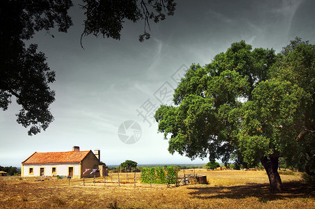 带花园和大树的小白屋的乡村景观图片