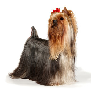 展示类的美丽约克夏犬背景图片