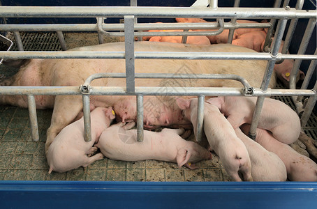 在现代狗舍喂养的新生猪高清图片