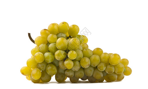 白马斯喀特白种葡萄组群在白图片