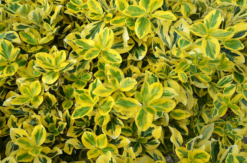 黄绿色灌木图片