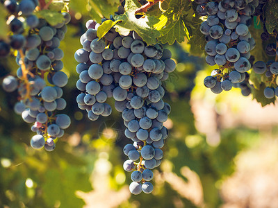 准备在葡萄园收获的红葡萄高清图片