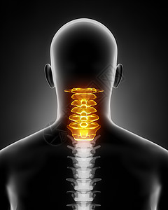 颈椎解剖后视图背景图片
