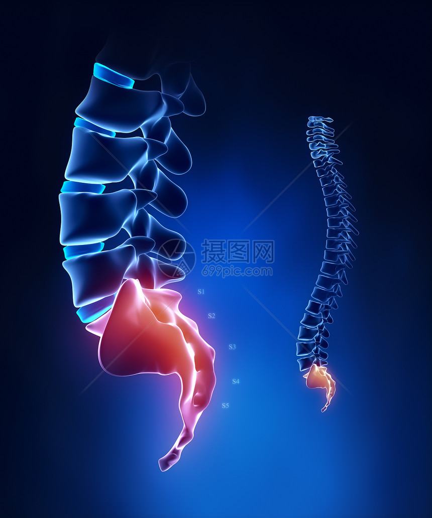 在X射线蓝色的脊柱骶骨区域解剖图片