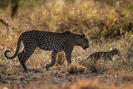 午后的豹母和幼崽在非洲丛林中漫步图片