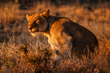 非洲狮子在清晨阳光图片