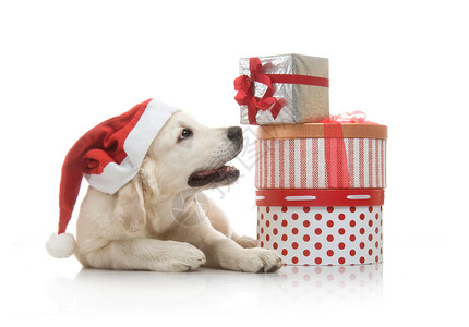 三个月的寻金小狗戴着红色圣诞老人帽子在一堆带礼图片