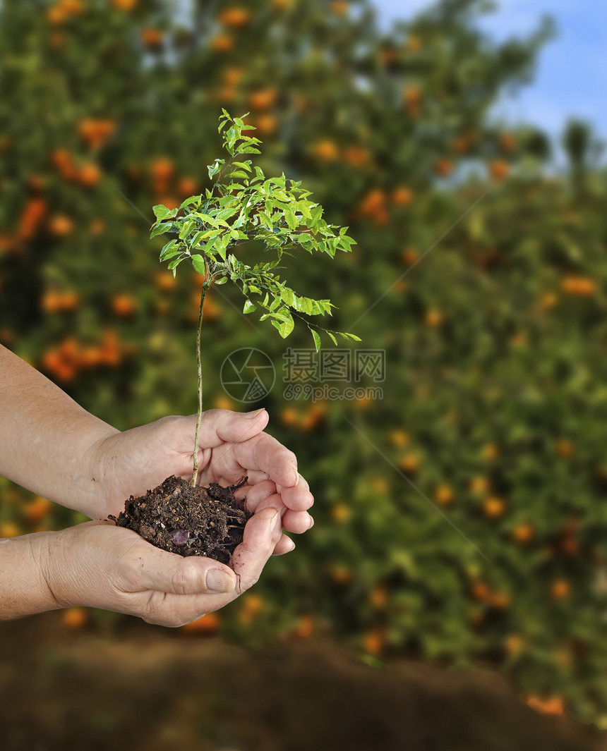 种植柑橘树苗的女人图片