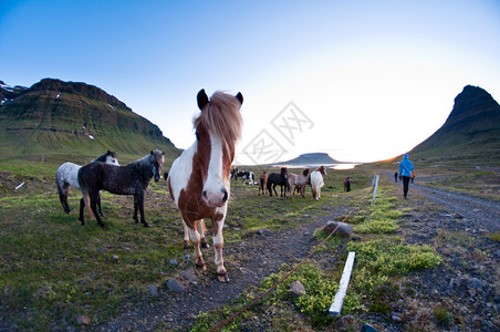 冰岛的马图片