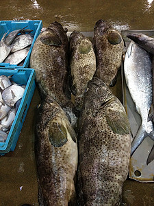 市场上的新鲜石斑鱼图片