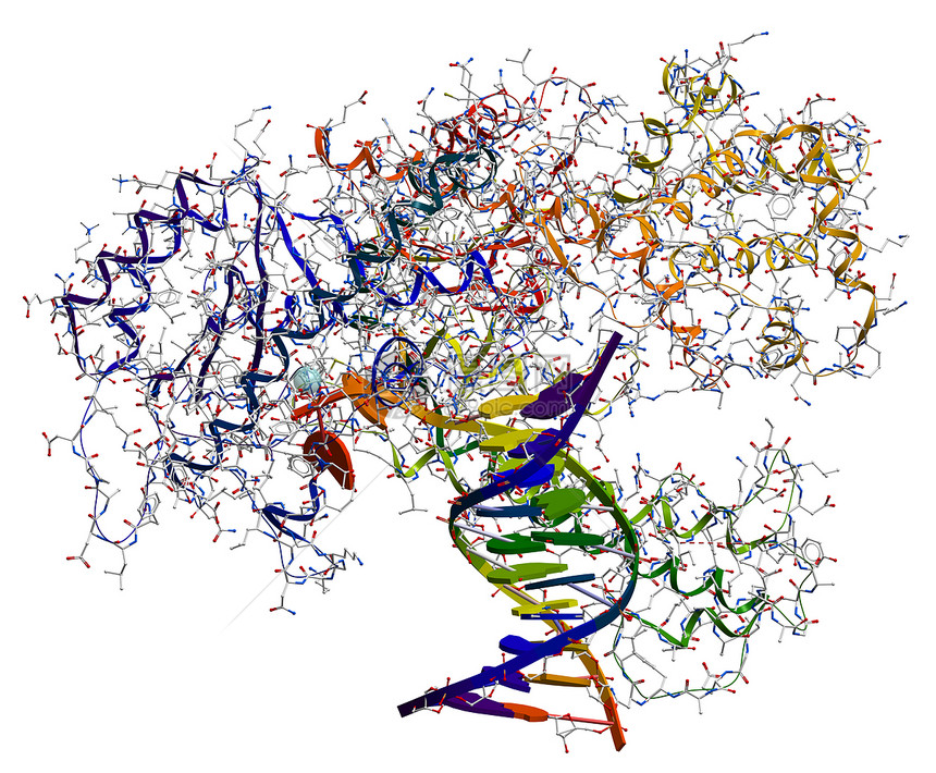 DNA聚合酶I一种参与D图片