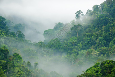 浓密热带雨林卡昂克拉昌图片