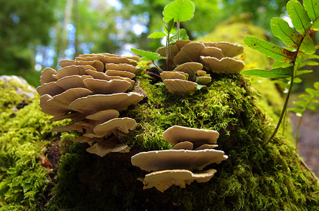 树干在森林里有新鲜的苔藓和真菌高清图片