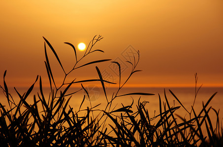 夕阳下野生植被的剪影图片