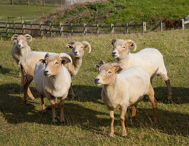 波特兰是一种非常稀有的绵羊品种图片