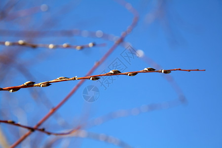 蓝天上的春天植物图片