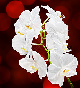蝴蝶兰柔和的深红色背景上的白色兰花图片