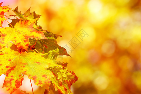 秋天背景真实的自然摄影拍图片