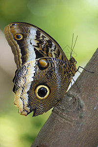 猫头鹰蝴蝶栖息在植物特写镜头上图片