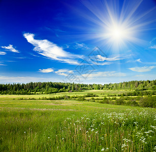 与绿色森林草甸和蓝天的夏天风景图片
