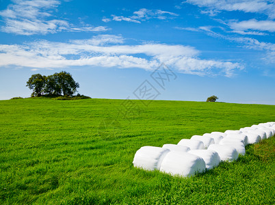 绿色田野上的一排塑料包裹的干草捆图片