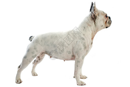 白色法国斗牛犬在白背背景图片