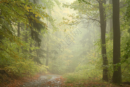 在下雨天穿过秋天的森林图片
