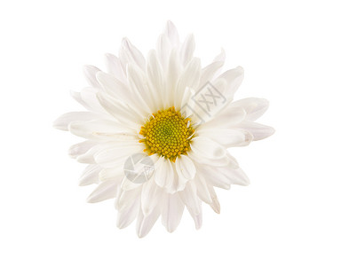 白色背景上孤立的白菊花背景图片