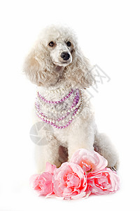美丽的纯洁的狗鲜花在背景图片