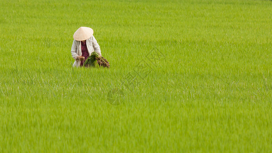 越南农民在稻田工作图片