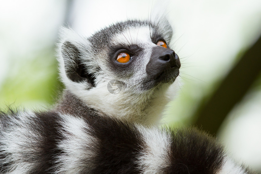 在杜丘动物园的环尾狐猴Lemur图片