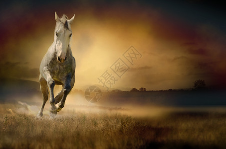马在日落山谷中驰骋的照片图片