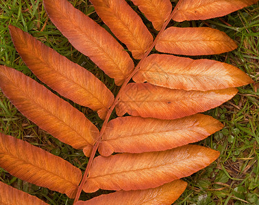 秋瀑的美丽形象在植物树叶图片
