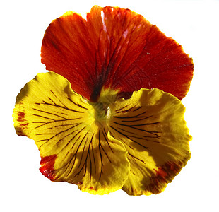 一朵黄色和橙色的花Violathircola图片