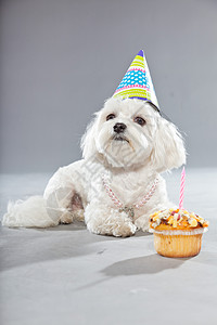 带蛋糕和帽子的有趣的麦迪逊寿犬演播室拍背景图片