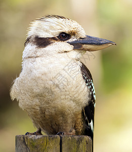 Kokaburra本地的澳洲鸟类图片