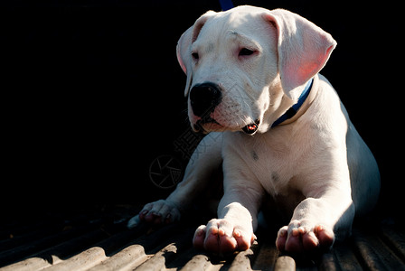 阿根廷杜高的一只幼犬一种用于狩猎或类似看门狗的图片