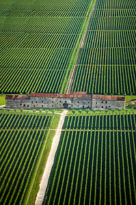 意大利威尼托的葡萄园和老县屋图片