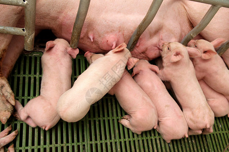小猪仔在养猪厂给妈喂奶图片