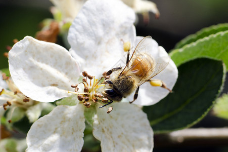 蜜蜂特写从白苹果树花中采集花蜜图片