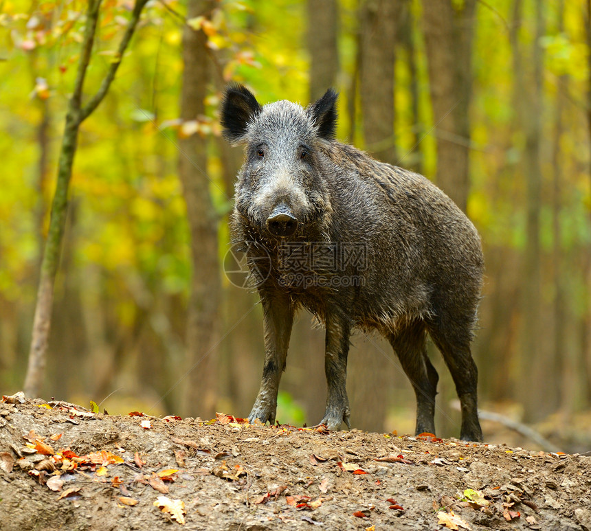 秋天森林里的野猪图片