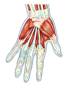 肌肉系统解剖手掌肌肉肌腱韧带背景图片