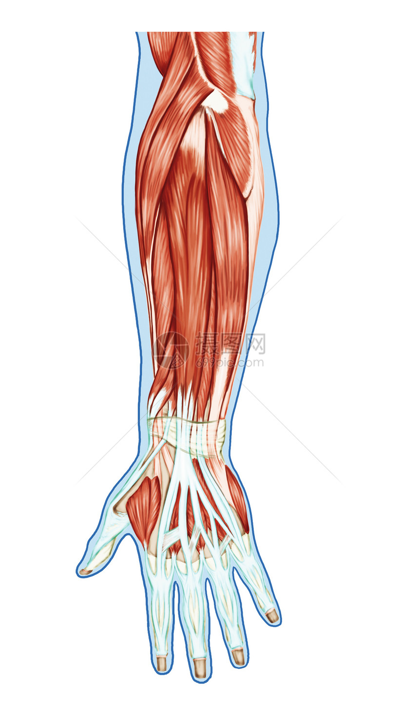 肌肉系统解剖手前臂手掌肌肉肌腱韧带图片
